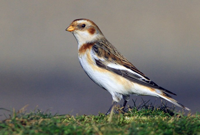 277. Пуночка обыкновенная (Plectrophenax nivalis)