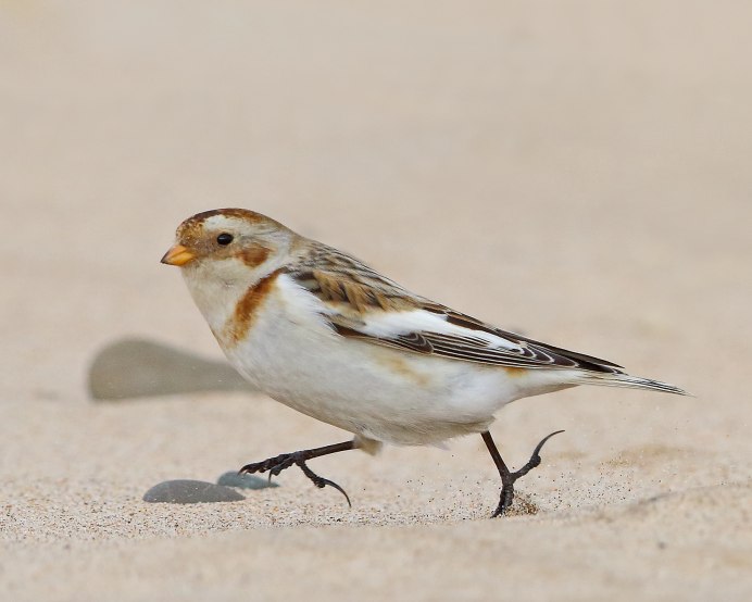Snow Bunting перевод