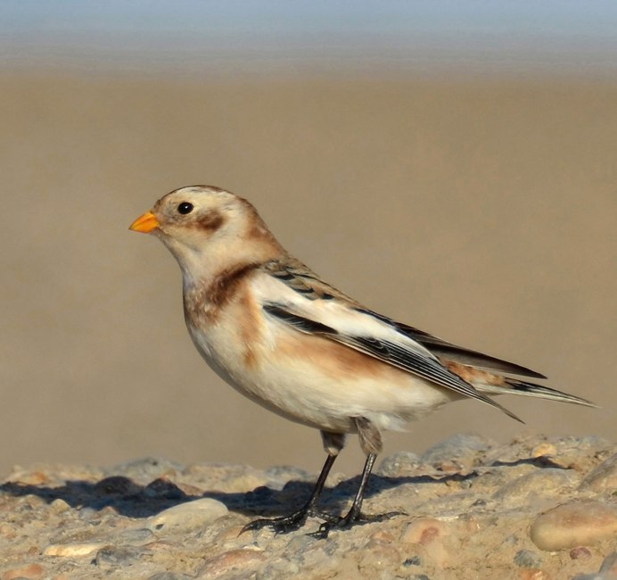 Пуночка Plectrophenax nivalis