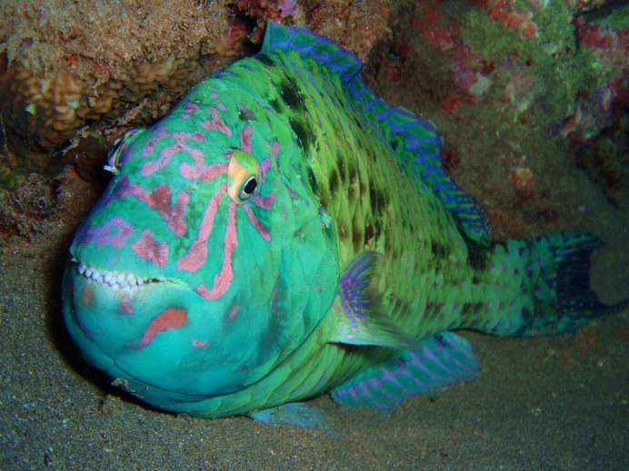 Blue Parrotfish