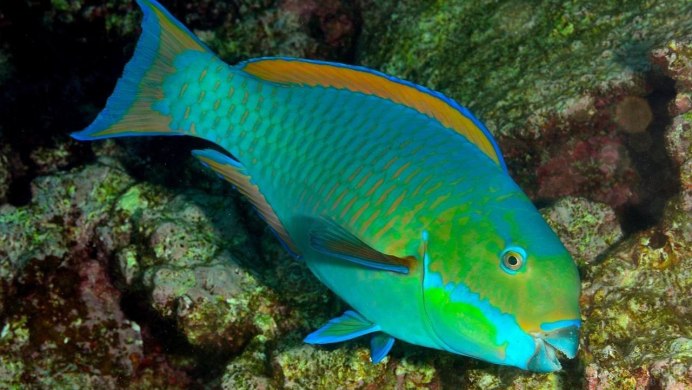 Аквариумная рыбка Acanthurus chronixis