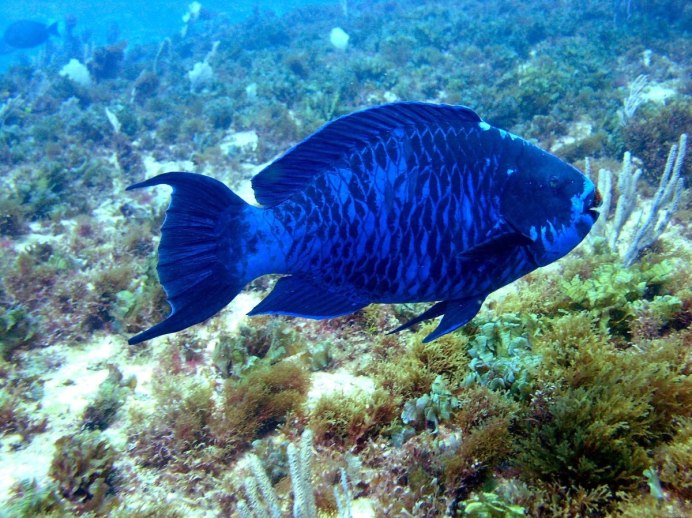 Cetoscarus ocellatus