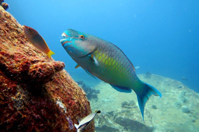 Голубой хирург (Paracanthurus hepatus)
