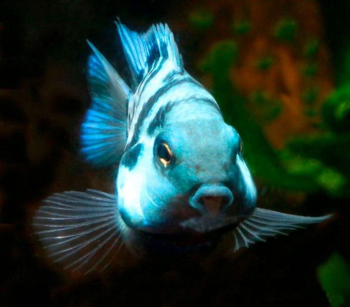 Queen Parrotfish