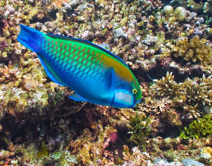 Scarus rubroviolaceus