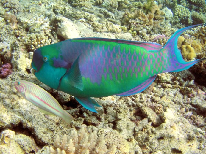 Acanthurus leucosternon