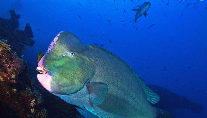 Cobalt Blue Cichlid