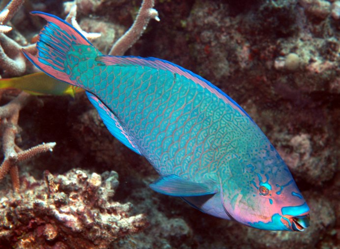 Красное море рыбки попугай