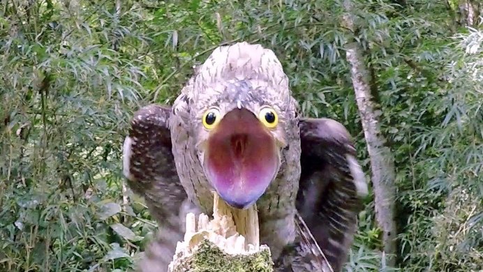 Caprimulgus ruficollis