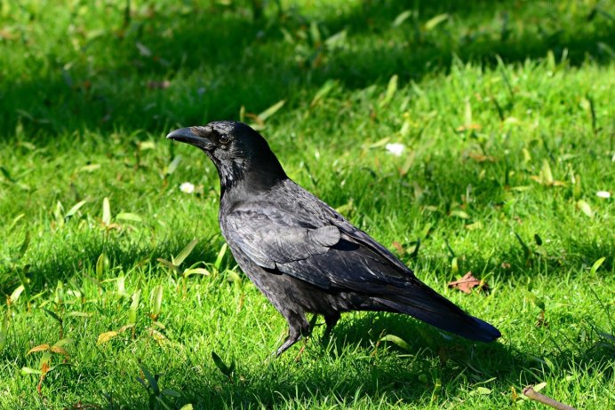 Cowbird птица