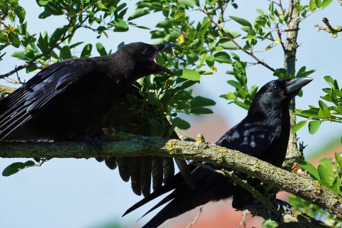 Raven ворон
