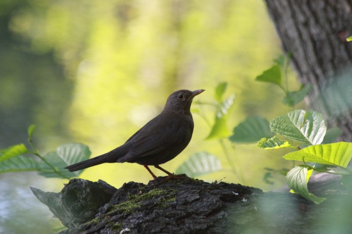 Чёрный хохлатый орёл (Spizaetus Tyrannus)