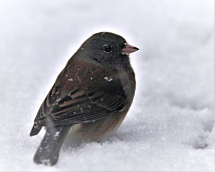 Чёрный Дрозд (лат. Turdus Merula)