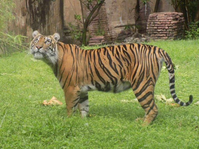 Fat furry Tiger