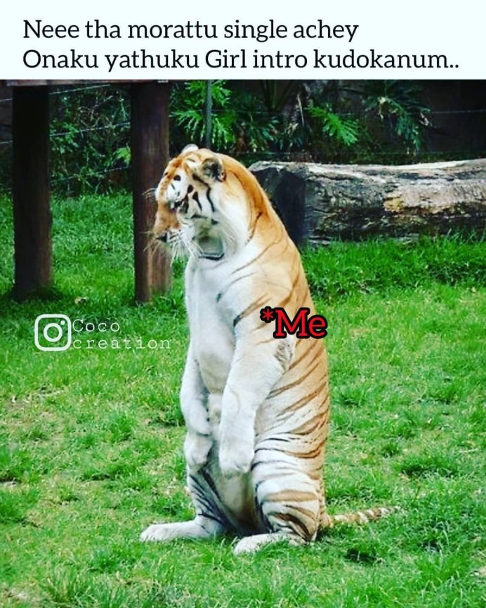 Belly inflation Король Лев fat