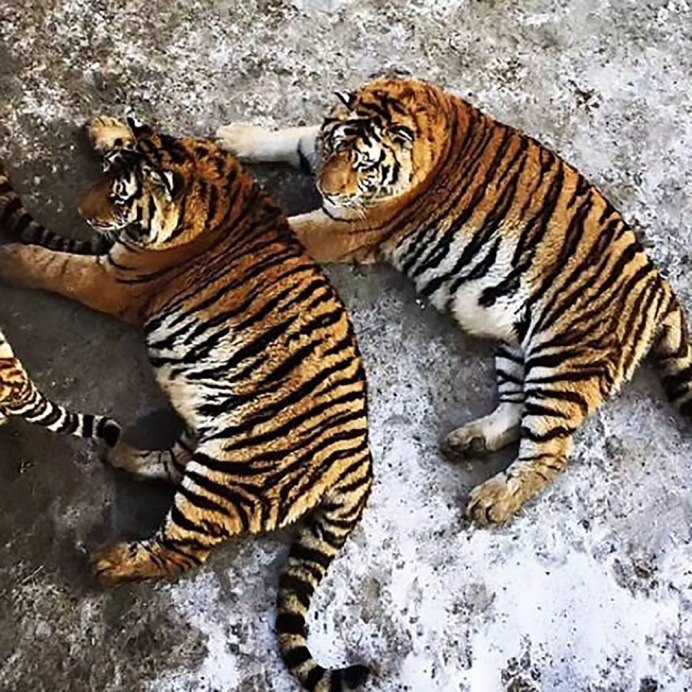 Толстый Амурский тигр
