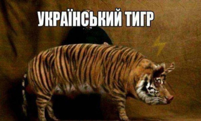 Тигры фото смешные