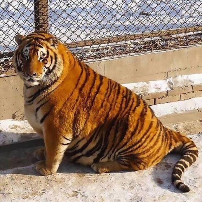 Амурские тигры растолстели