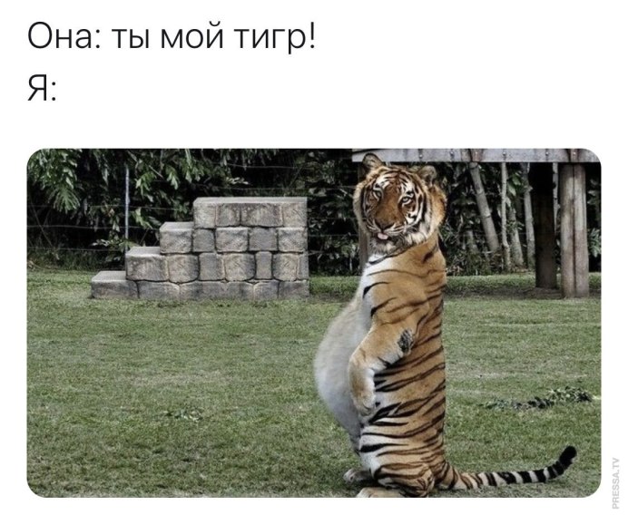 Пухлый тигр