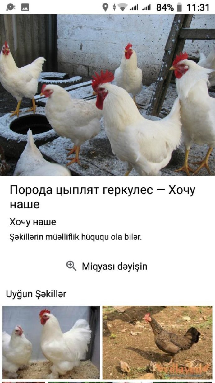 Петух Геркулес