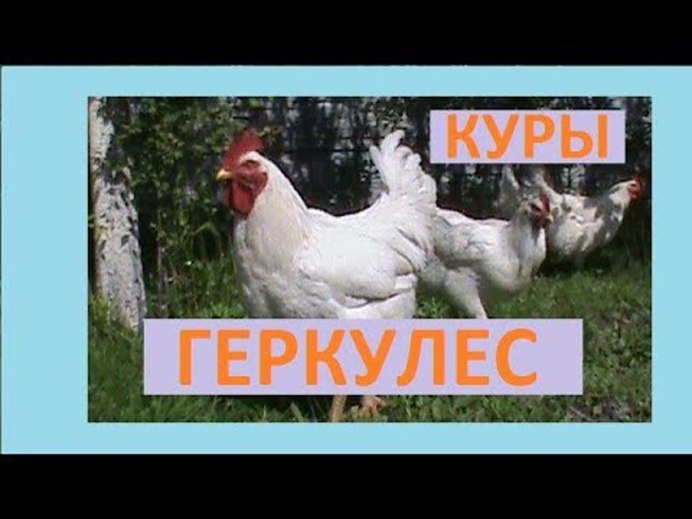 Порода кур геркулес фото