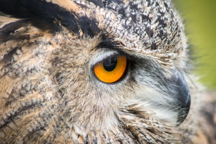 Bubo bengalensis