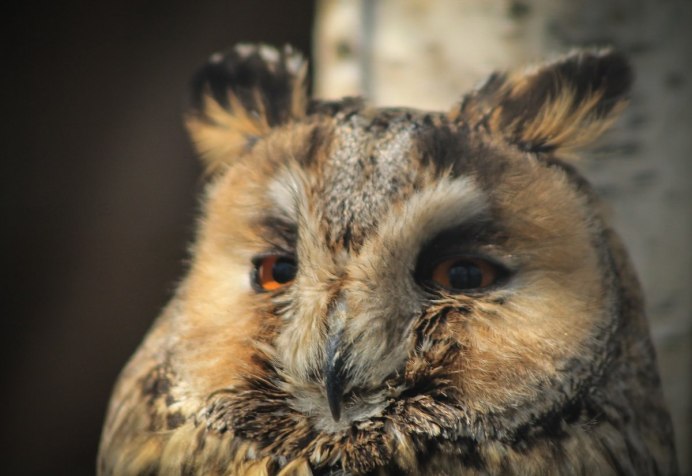 Owl without Feathers