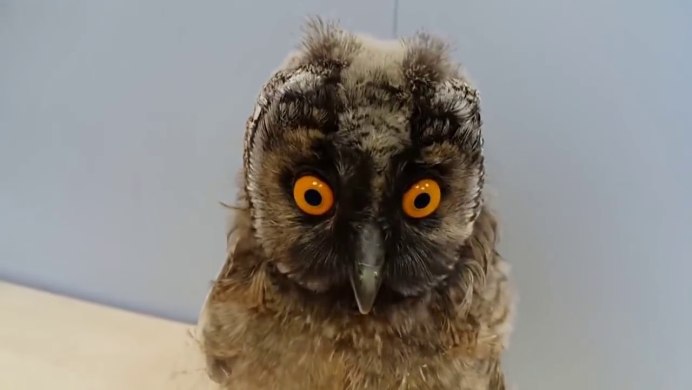 Филин (the Owl) 1991