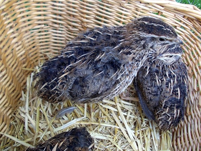 Сизый Дрозд слеток