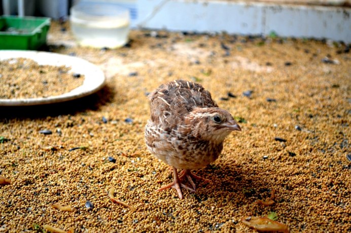 Птенцы перепелки дикой