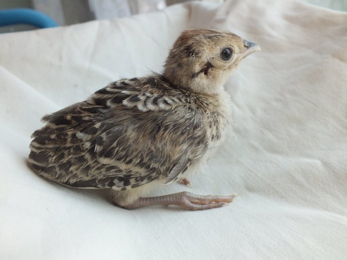 Птенец бекаса