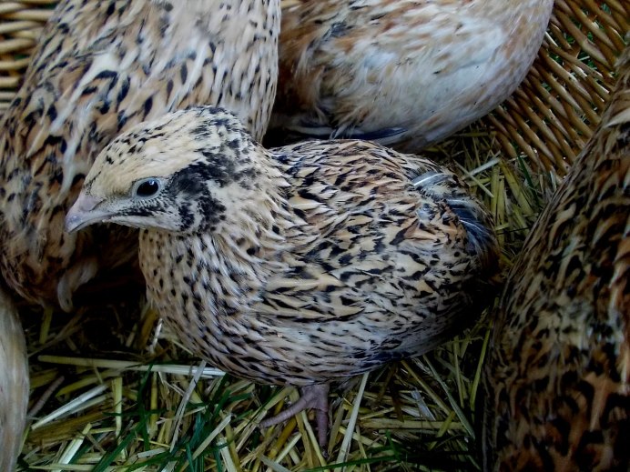 Австралийская перепёлка