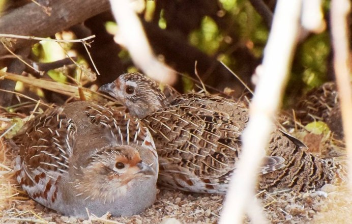 Степная куропатка