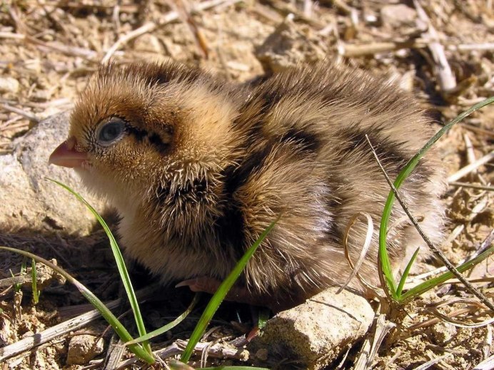 Перепелята Феникс суточные