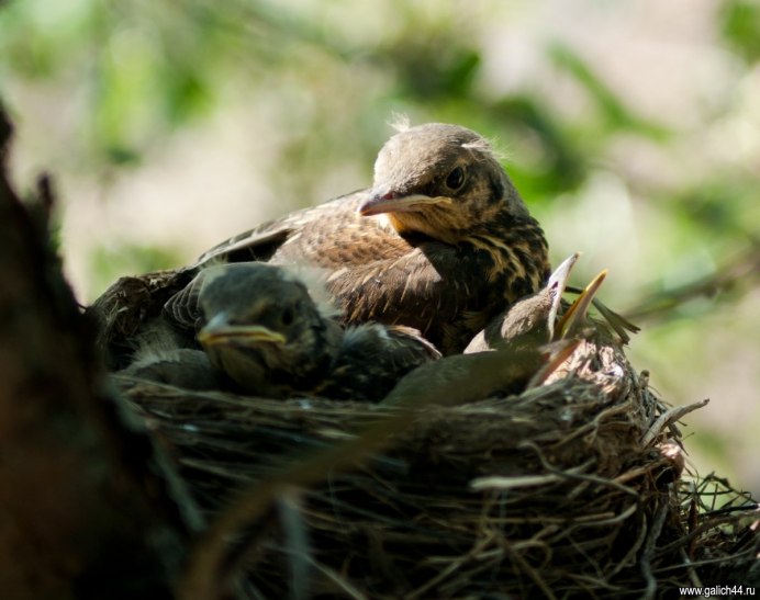 Рябчик куропатка Перепелка