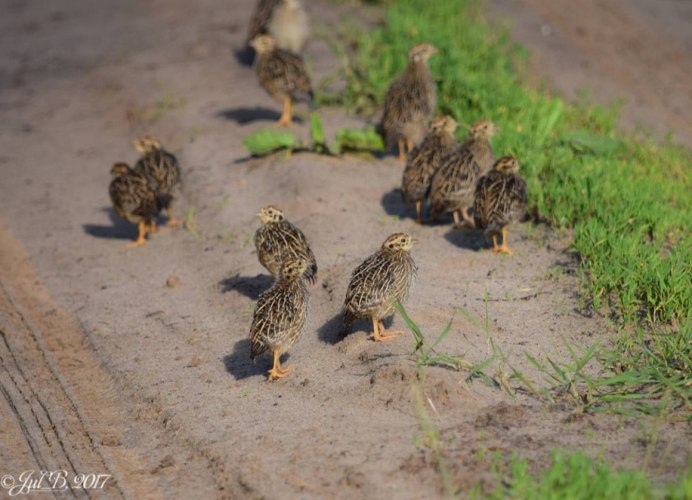 Птенец дикого перепела