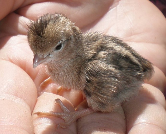 Гнездо куропатки