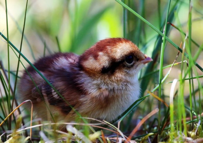 Птенцы серой куропатки