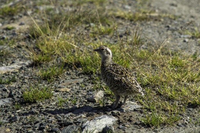 Птенцы перепелки дикой