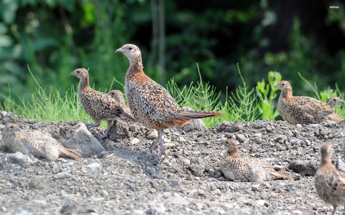 Перепел и перепелята в дикой природе