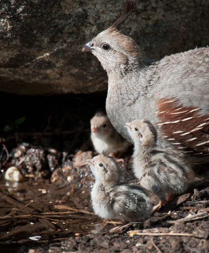 Птенец рябчика