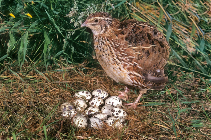 Серая куропатка в Ленинградской области