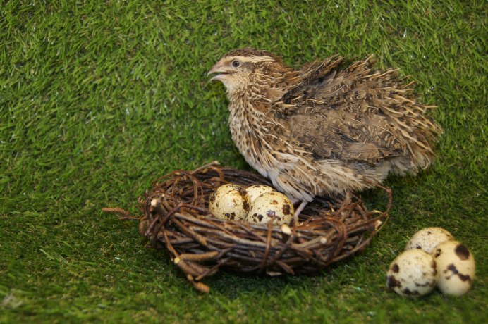 Перепелка птица