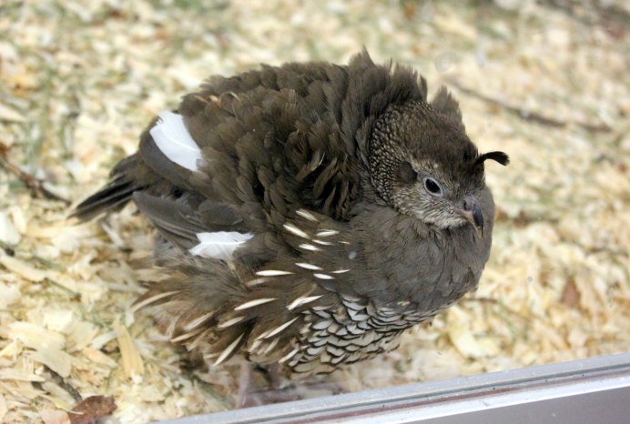 Птенец куропатки