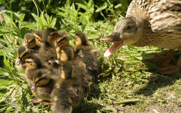 Степная куропатка