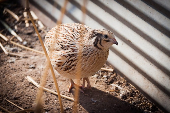 Сокол перепелятник птенец