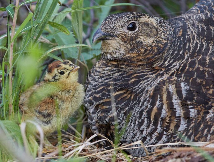 Мраморный Лесной перепел