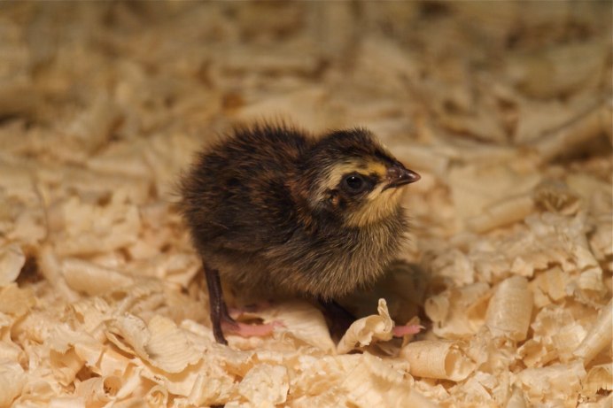 Птенцы домашних птиц