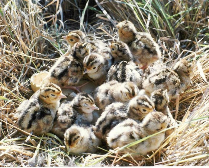 Калифорнийский перепел птенцы