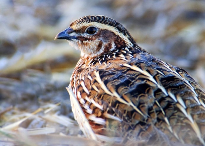 Перепелка Лесная